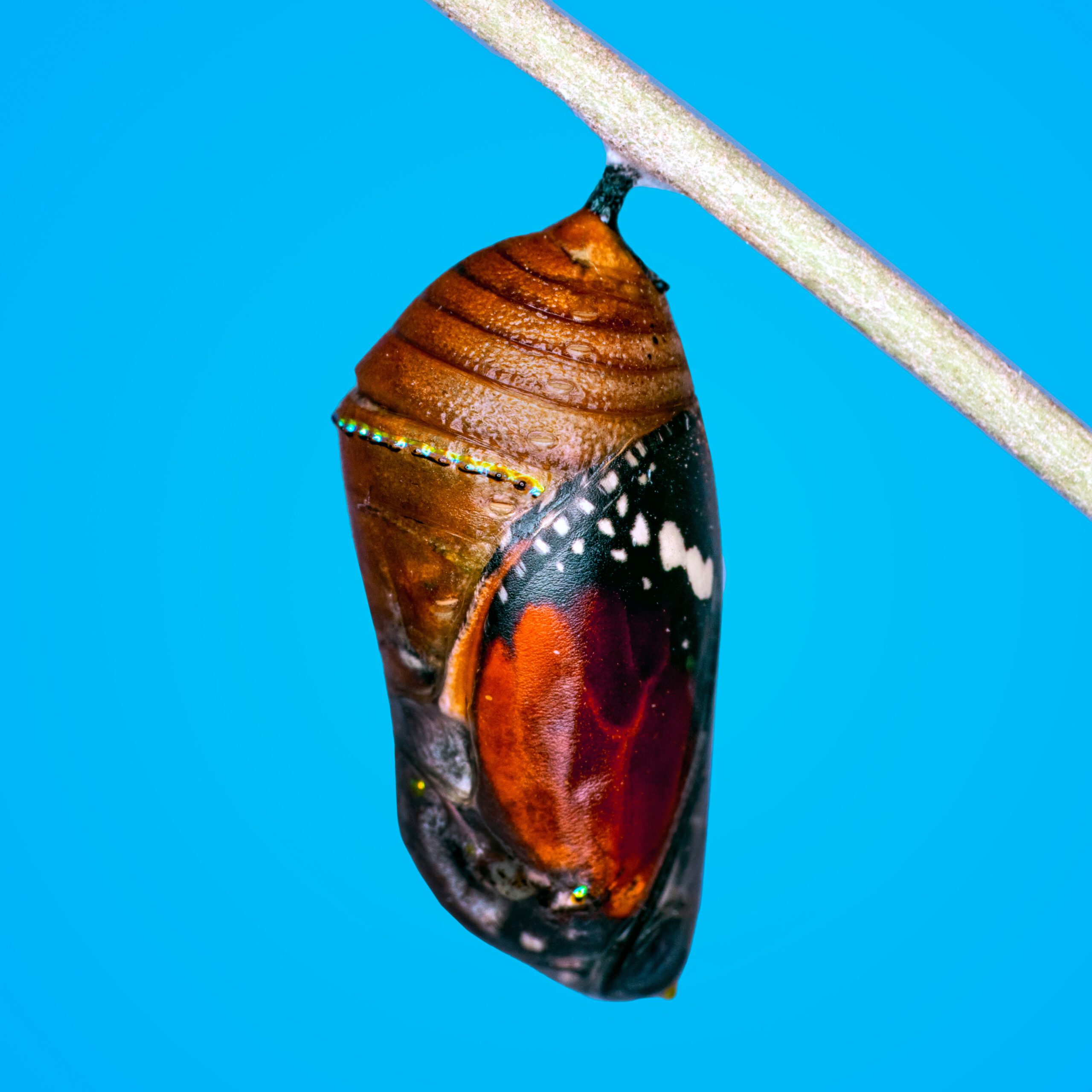 4-dimensionaal leiderschap
